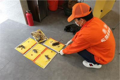 {“title”:“东莞麻涌洪梅镇仓库工厂灭鼠除虫公司选择指南 专业防治，告别鼠患臭气”,“content”:“## 一、为什么麻涌、洪梅镇的仓库工厂鼠患高发？\n\n东莞麻涌、洪梅镇地处水乡片区，河网密布，粮食加工、仓储物流、食品制造企业密集。潮湿温暖的气候加上丰富的食源，为老鼠提供了理想的生存繁殖条件。仓库里堆放的原料、成品包装，工厂车间管道缝隙、绿化带杂物堆，都是老鼠筑巢和通行的“高速公路”。\n\n老鼠带来的危害不仅仅是啃咬货物、污染食品那么简单 \n- **经济损失** 咬坏电缆造成停电停产、咬
